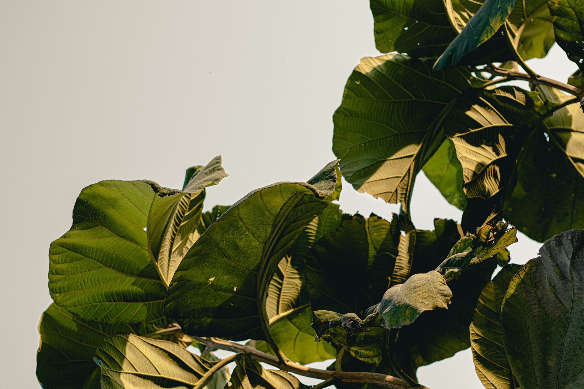 Nikhil m Yrqp S66nb E unsplash