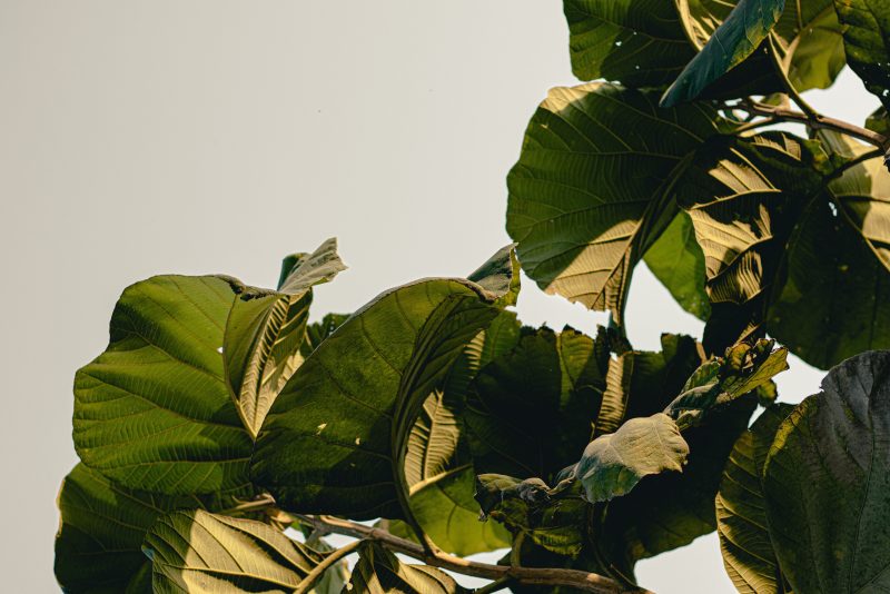 Nikhil m Yrqp S66nb E unsplash